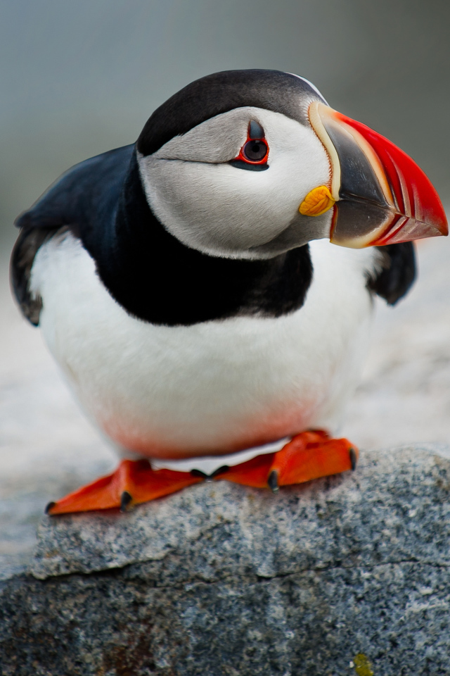 Маленький грустный тупик на камне