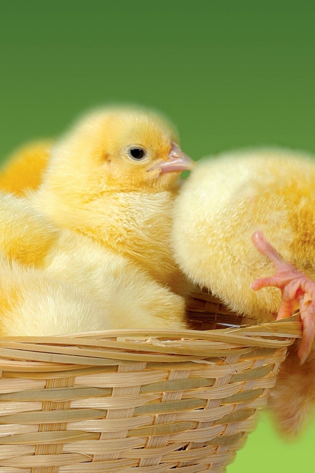 Маленькие желтые цыплята в корзине