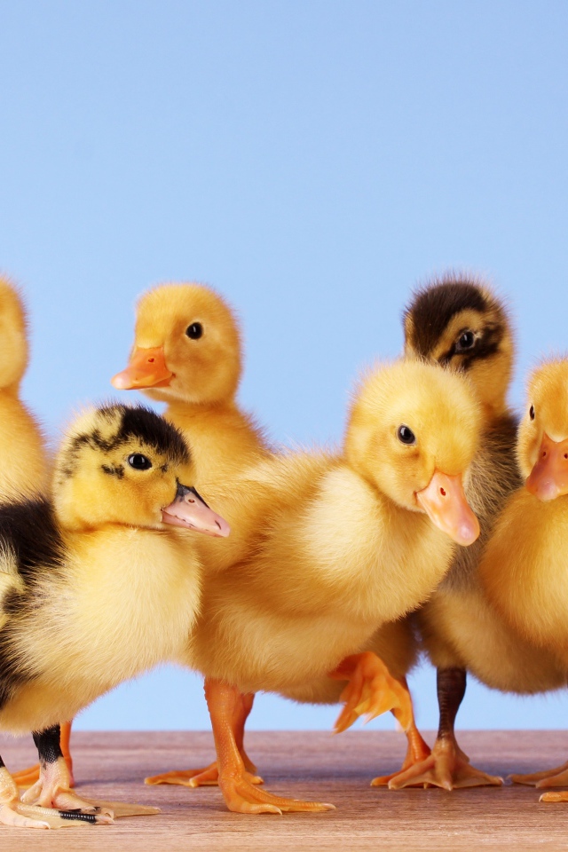 Маленькие желтые утята на голубом фоне