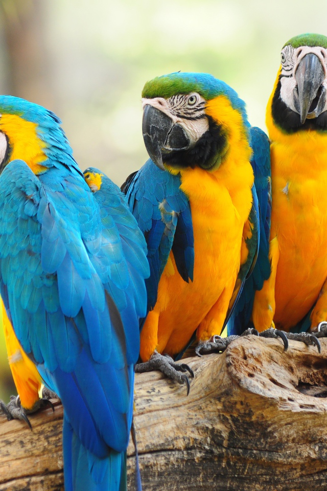 Много попугаев ара сидят на дереве 