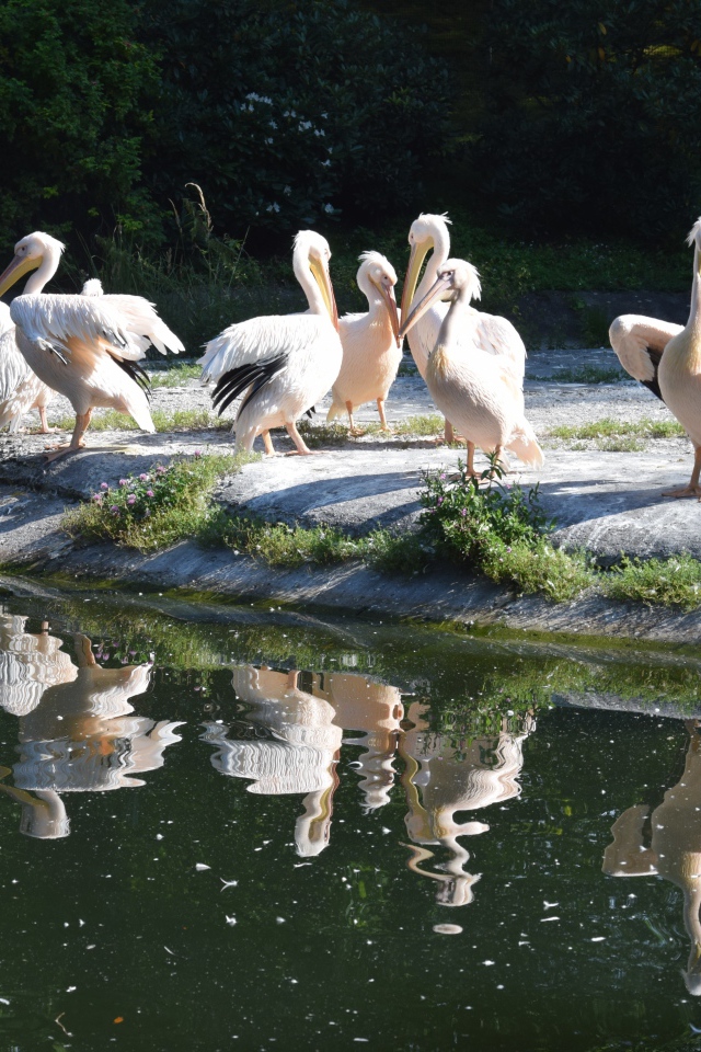 Много пеликанов на берегу водоема