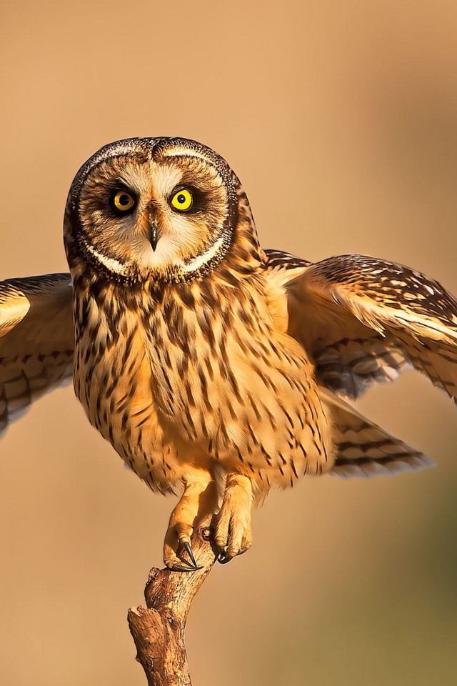 Сова взлетает с ветки 