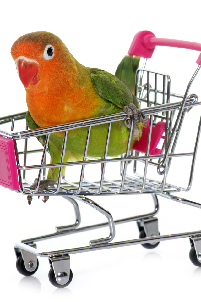 Попугай в маленькой тележке на белом фоне