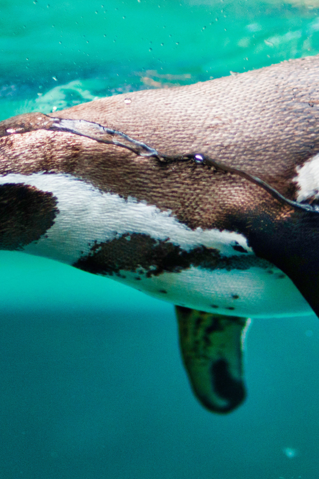 Пингвин плавает в воде