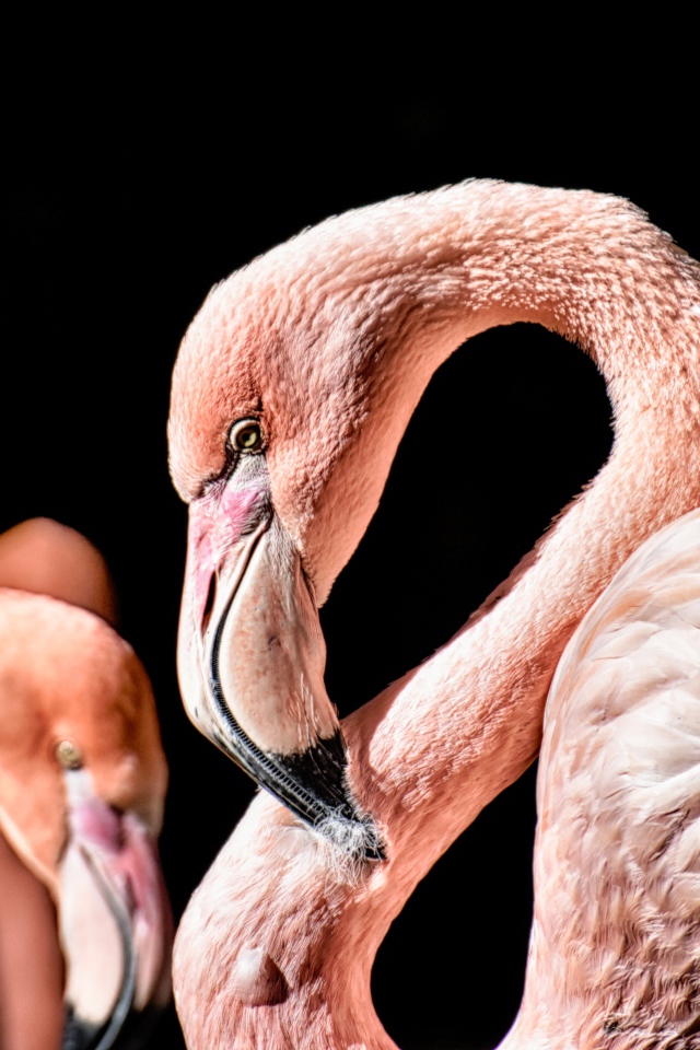 Розовый фламинго на черном фоне крупным планом