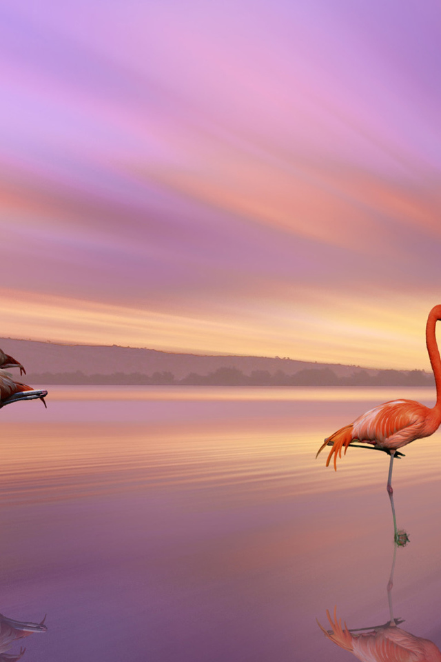 Розовые фламинго отражаются в воде под красивым небом