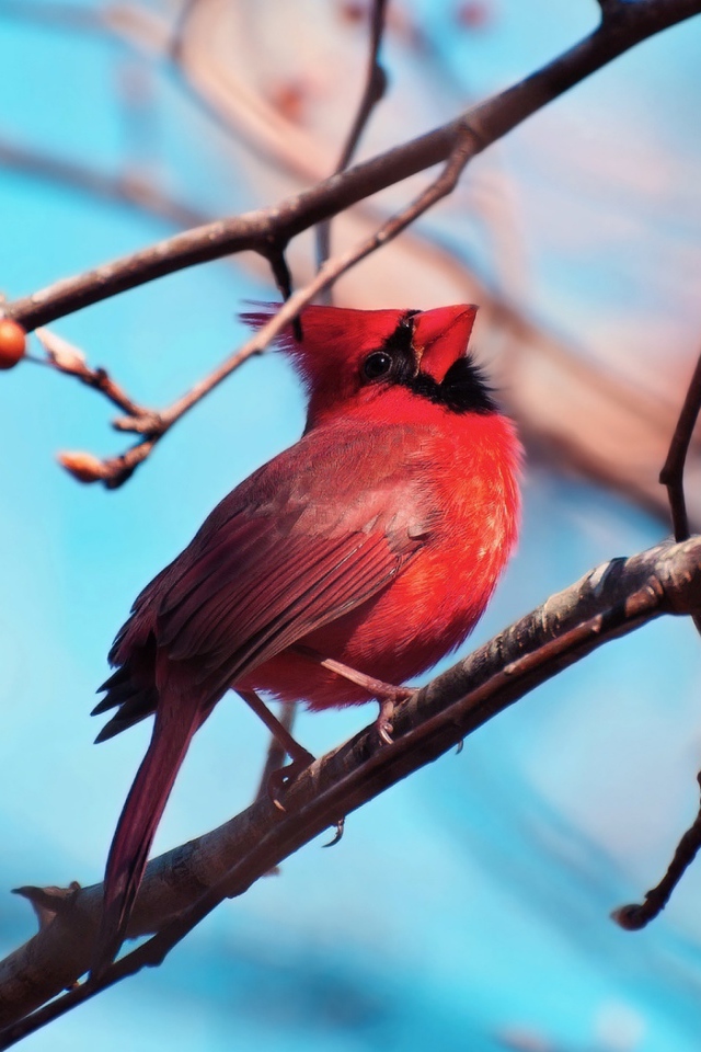 Красная птица кардинал на ветке
