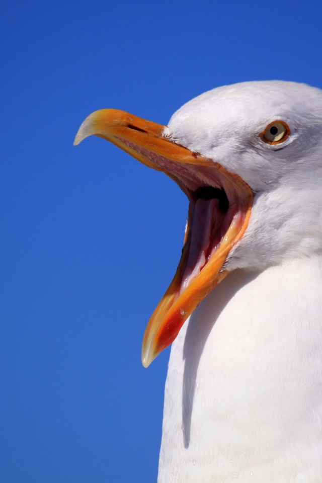 Чайка с открытым клювом на голубом фоне