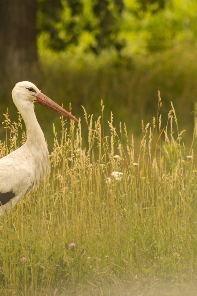 Аист идет по зеленой высокой траве