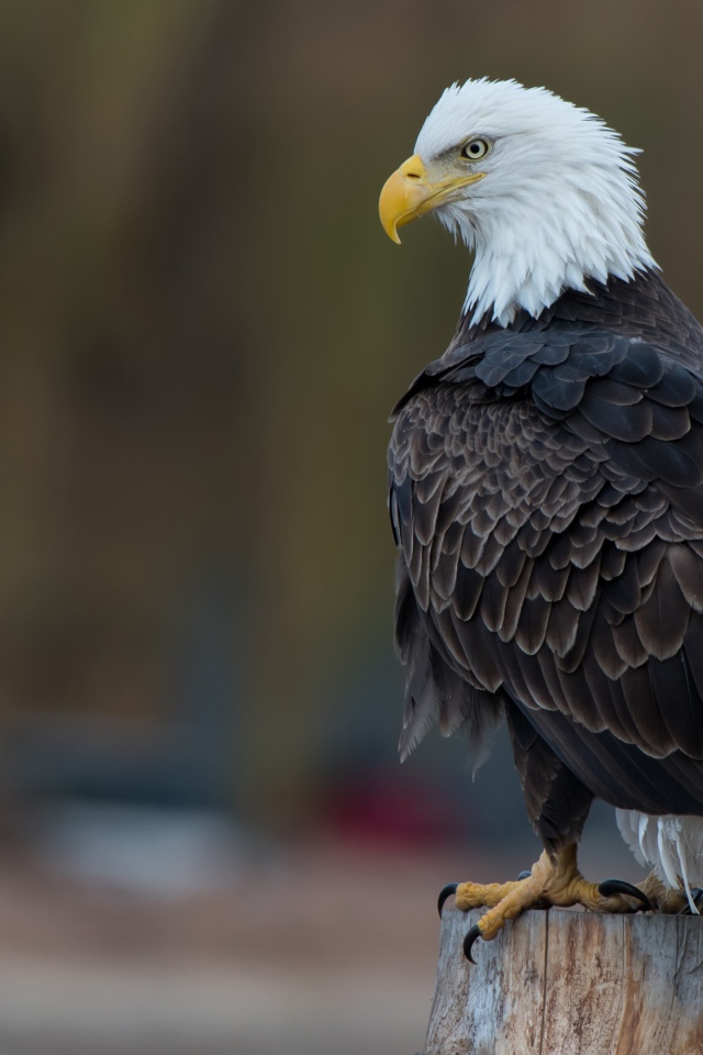 Белоголовый орлан сидит на сухом пне