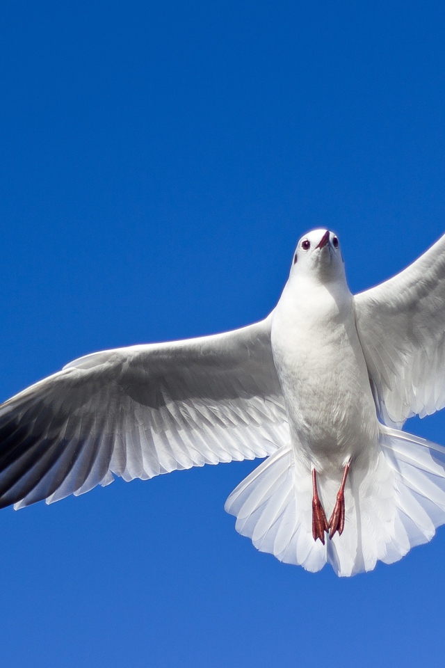 Большая красивая чайка летит в голубом небе