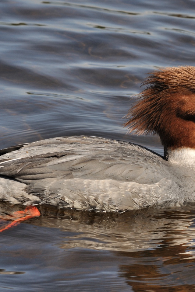 Птица крохаль в воде