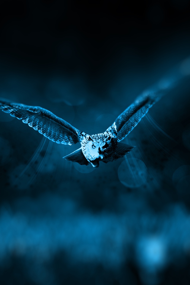 Полет большой совы ночью