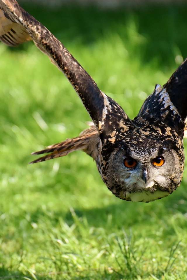 Полет большой совы над зеленой травой
