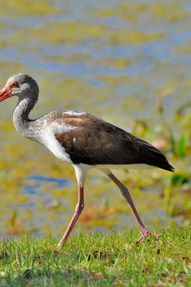 Ибис идет по зеленой траве у водоема