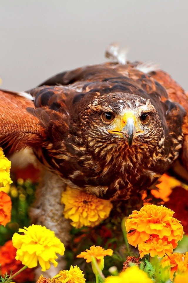 Хищный ястреб сидит на цветах
