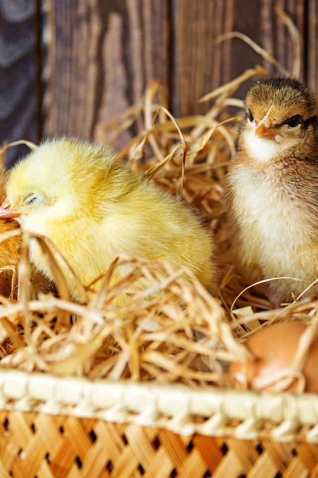 Три маленьких цыпленка в гнезде с яйцами