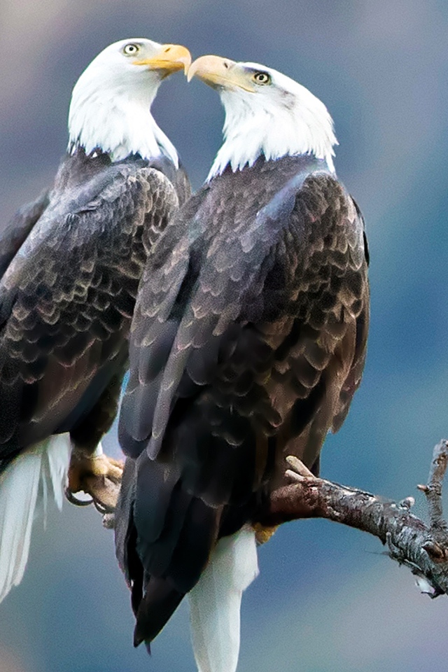 Два белоголовых орлана сидят на ветке