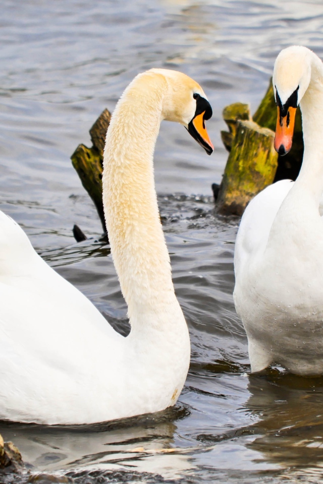 Два красивых белых лебедя в воде