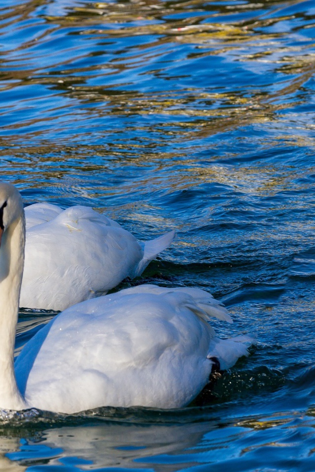 Два красивых белых лебедя в прозрачной воде