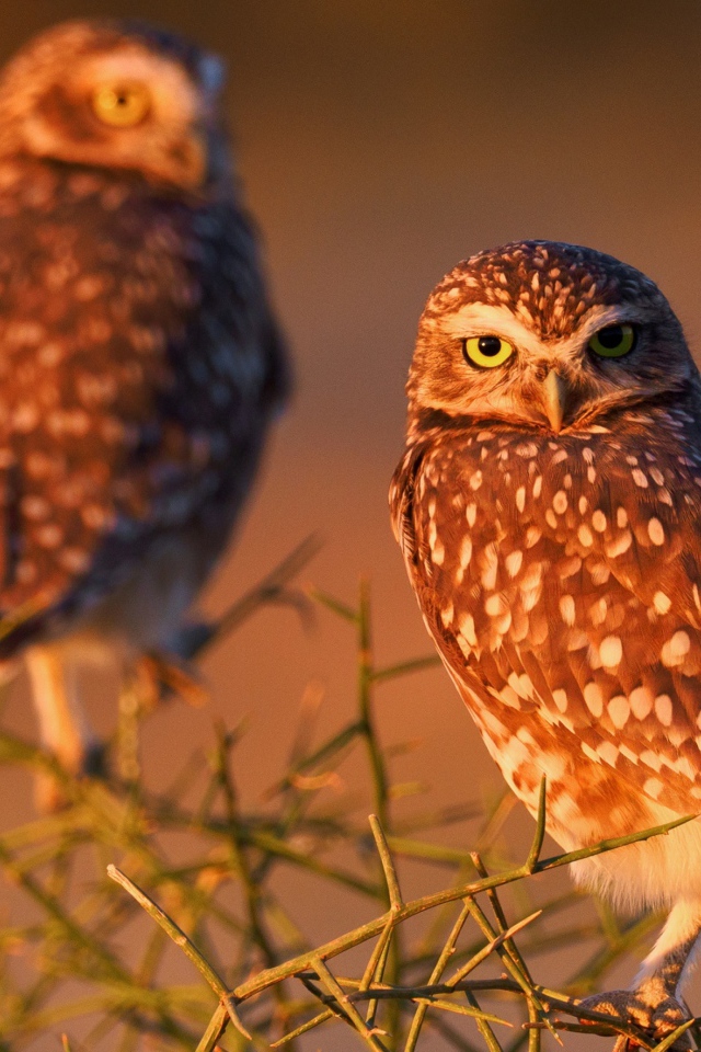 Две большие коричневые совы сидят на ветке 