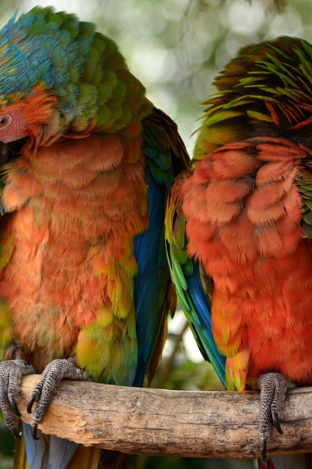 Два больших попугая сидят на ветке 