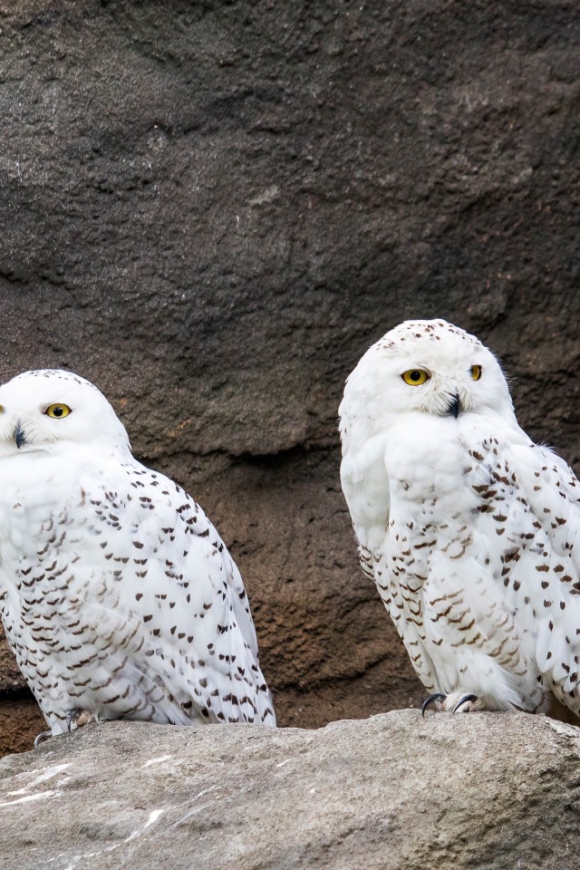 Две грациозные белые совы сидят на камне