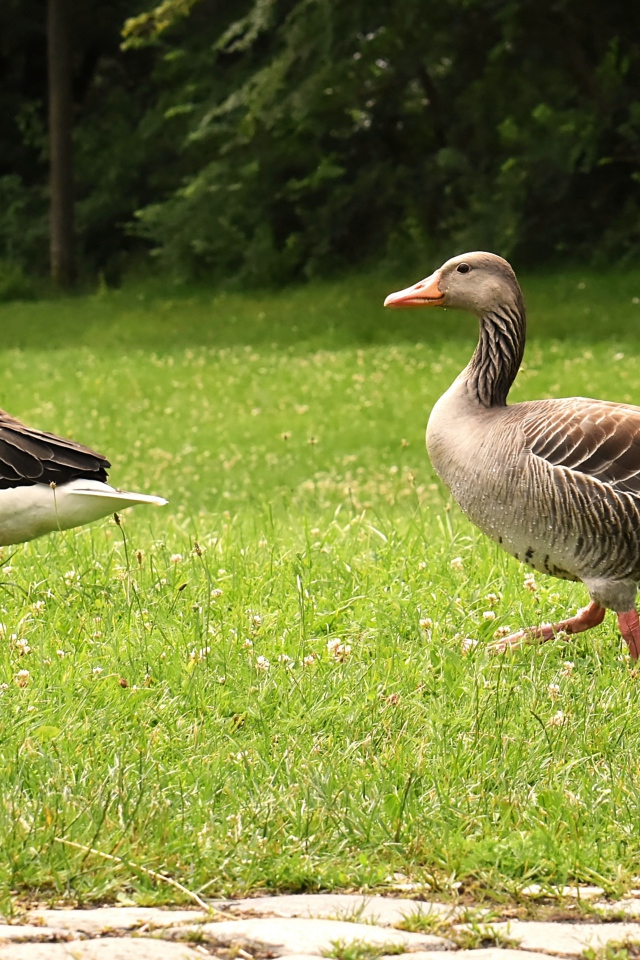 Два серых гуся гуляют по зеленой траве