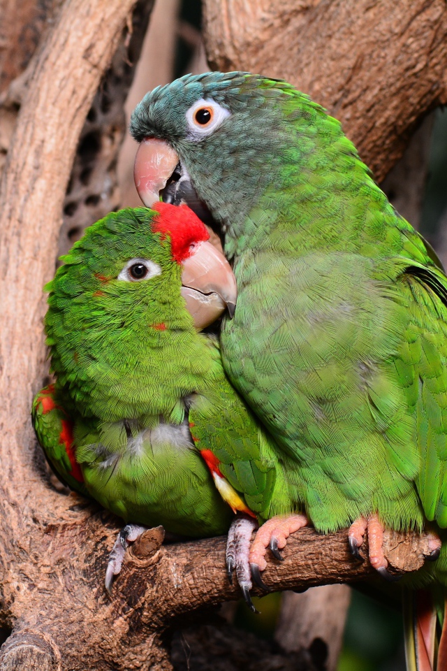 Два зеленых попугая сидят на дереве