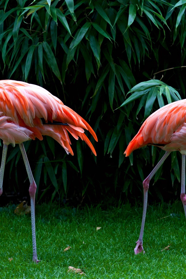Два розовых фламинго стоят на зеленой траве