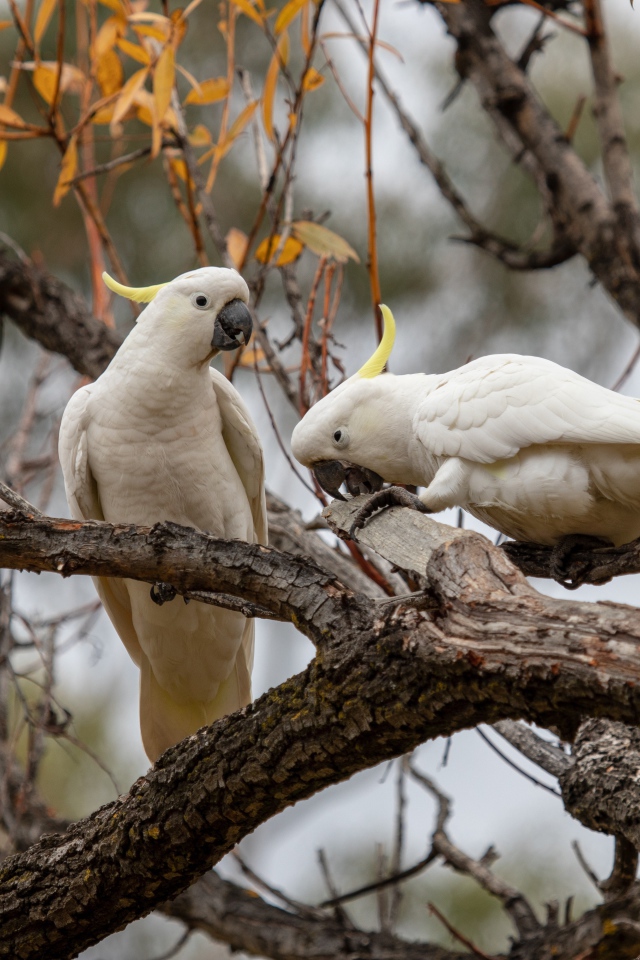 Два белых попугая сидят на ветке дерева 