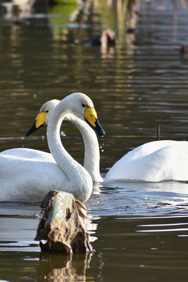 Два белых лебедя плавают в пруду 