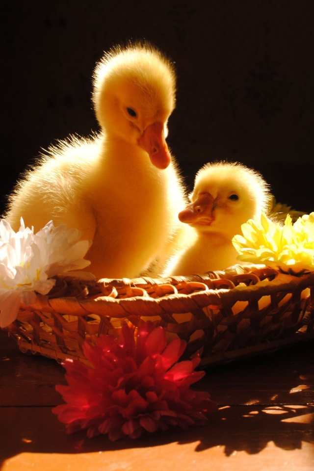 Два желтых маленьких утенка сидят в корзинке