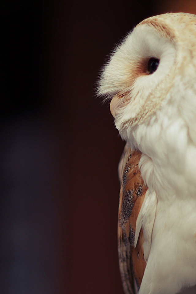 Белая большая сова вид сбоку 