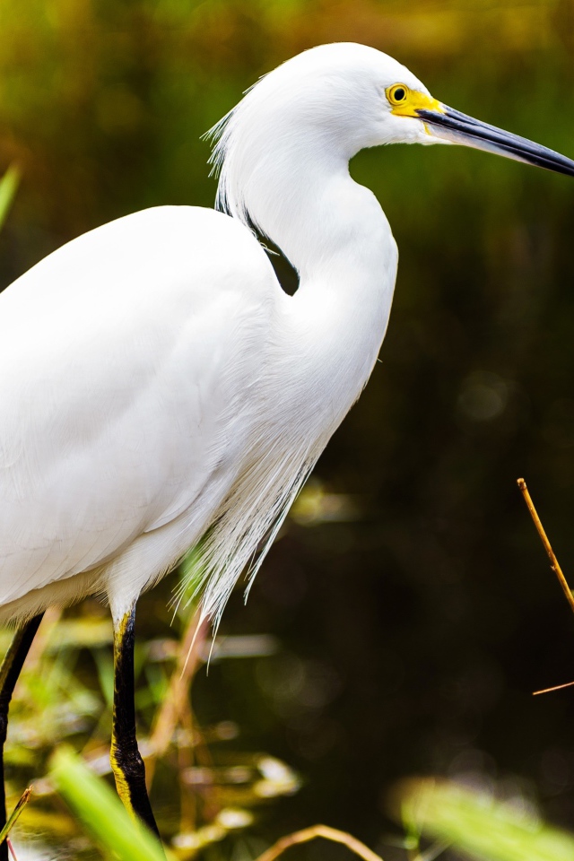 Белый херон в джунглях