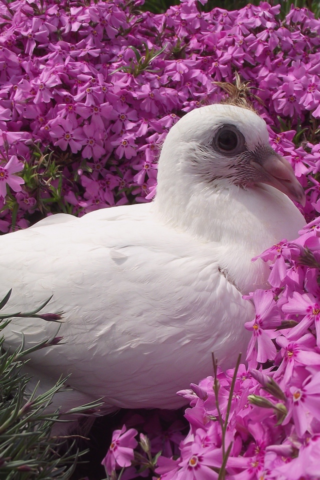 Белый голубь сидит в розовых цветах гвоздики