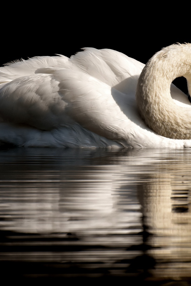 Белый лебедь спрятал клюв в перья на черном фоне