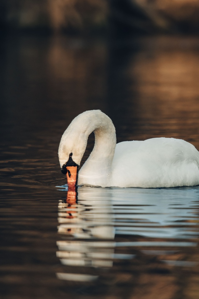 Белый лебедь шипун в воде