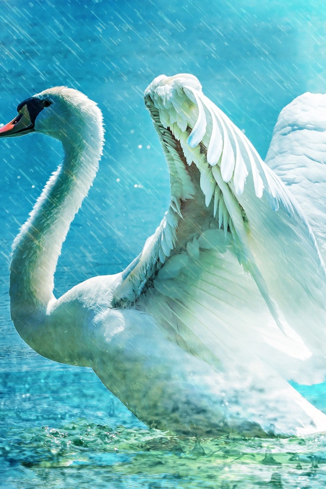 Белый лебедь взлетает с озера под дождем