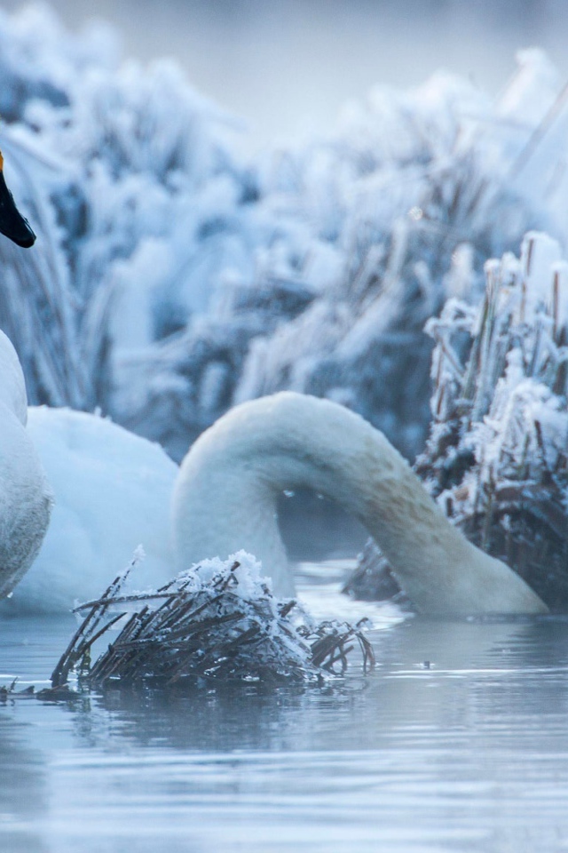 Белые лебеди на озере зимой