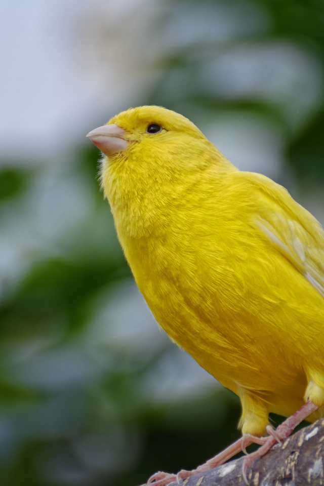 Желтая канарейка сидит на ветке