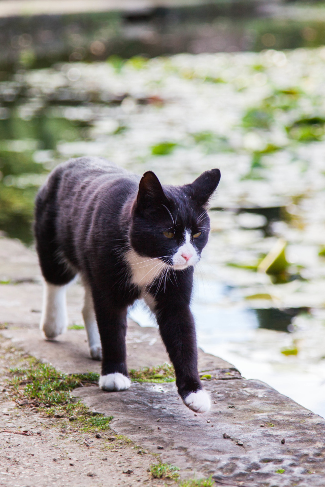 Красивый черно-белый кот идет по краю фонтана