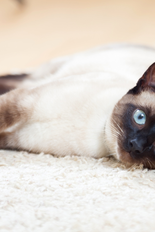 Красивый голубоглазый сиамский кот лежит на полу