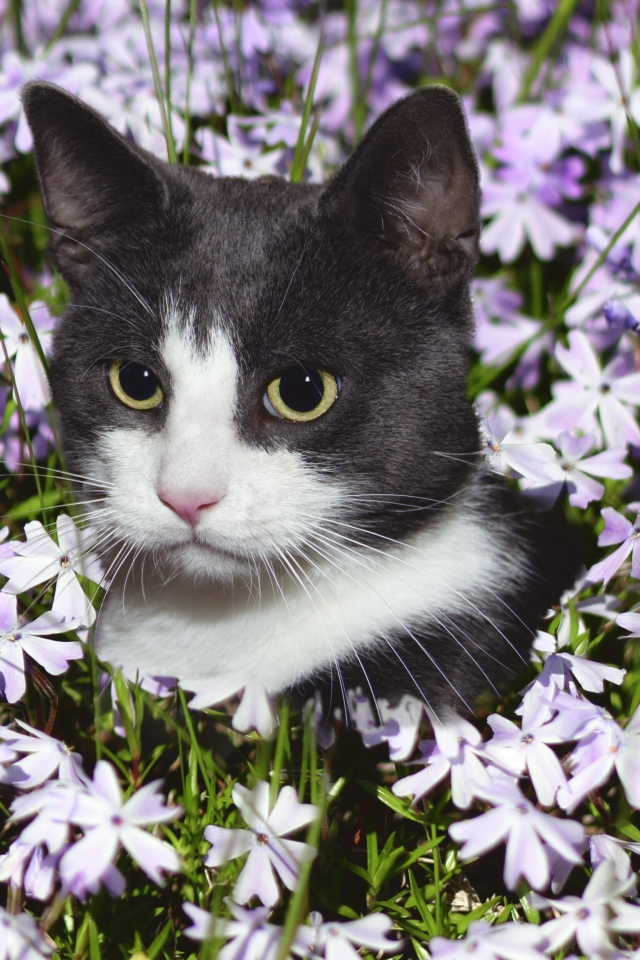 Красивый кот сидит в цветах 