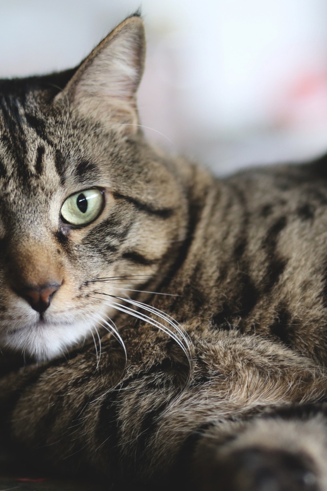 Красивый серый кот лежит на полу