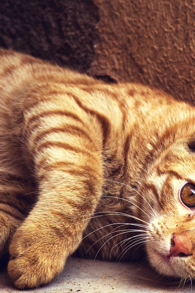 Красивый рыжий кот лежит у стены 