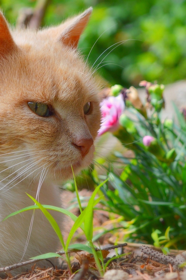Красивый рыжий кот сидит на фоне цветов