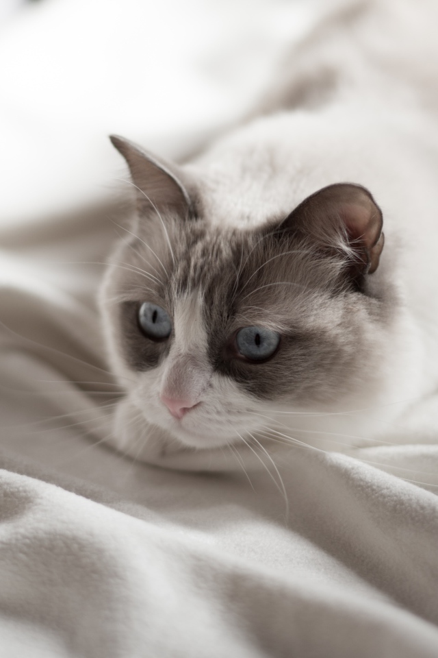 Красивый породистый голубоглазый кот лежит на белом покрывале