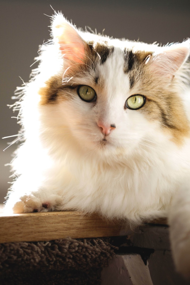 Большой красивый кот лежит на подоконнике в лучах солнца