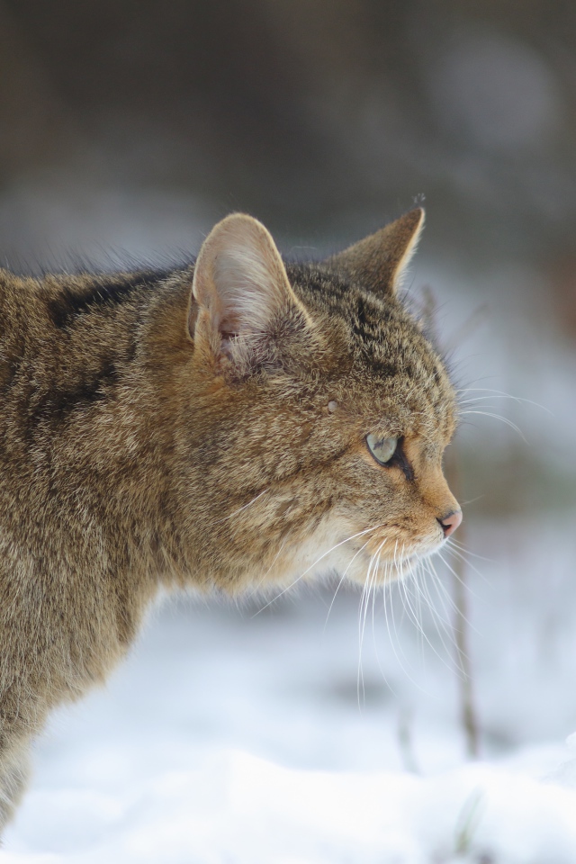 Большой серый кот идет по белому снегу